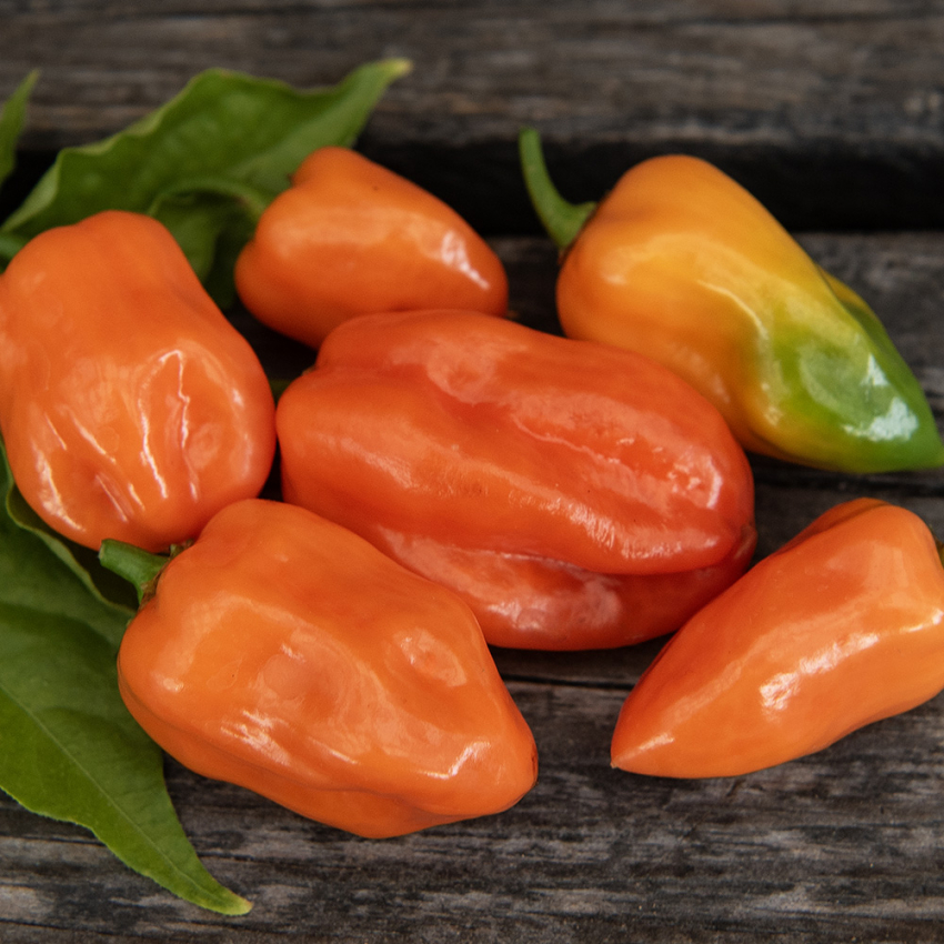 Havannapaprika 'Habanero Orange' ryhmässä Siemenet / Vihannekset @ Impecta Fröhandel (3024)