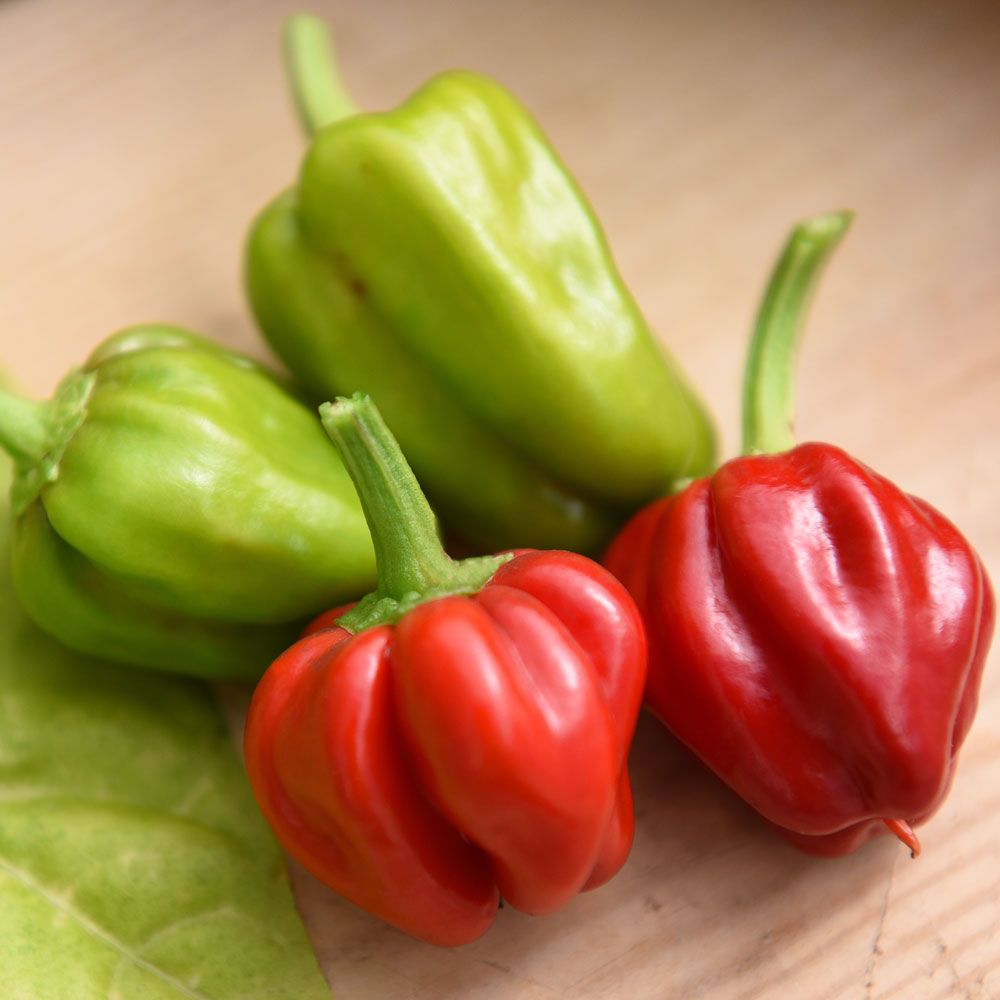 Havannapaprika 'Habanero Caribbean Red'