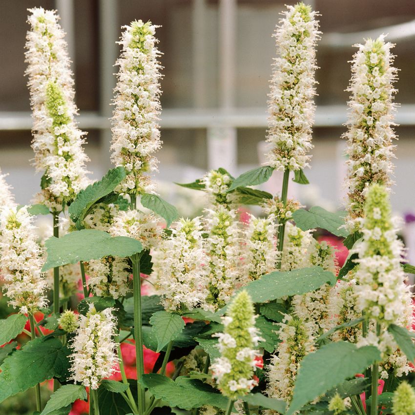 Koreaniiso 'Liquorice White'