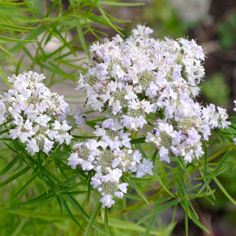 Pycnanthemum tenuifolium