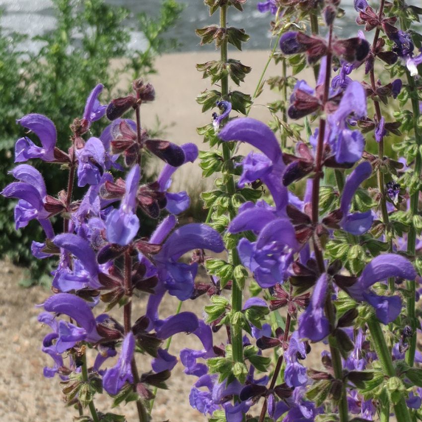 Niittysalvia