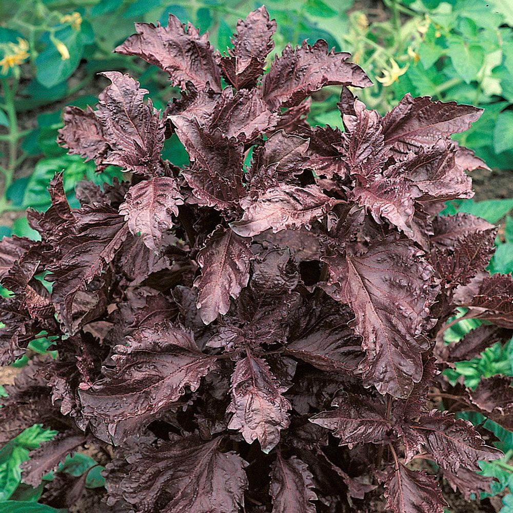 Purppurabasilika 'Purple Ruffles'