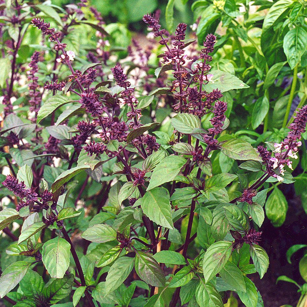 Kanelibasilika 'Cinnamon'