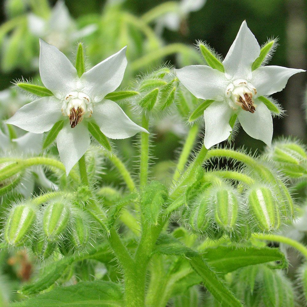 Purasruoho 'Bianca'