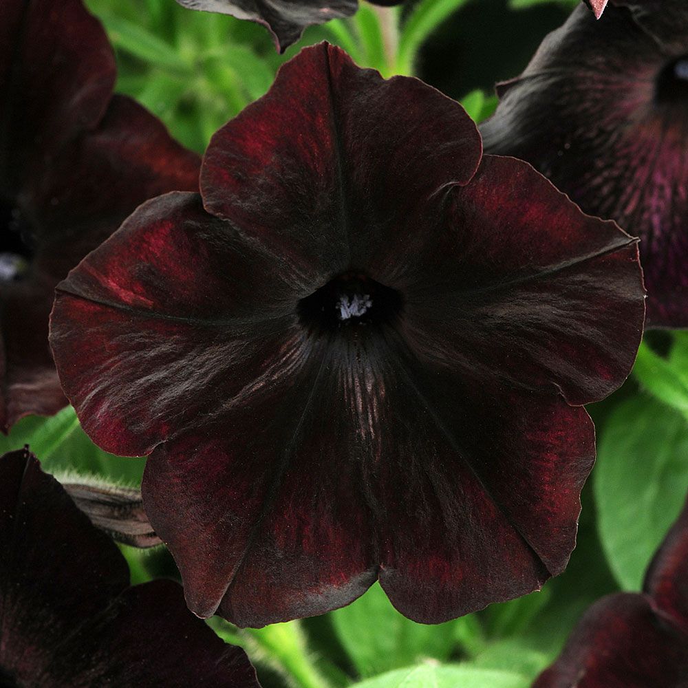 Tarhapetunia F1 'Debonair Black Cherry'