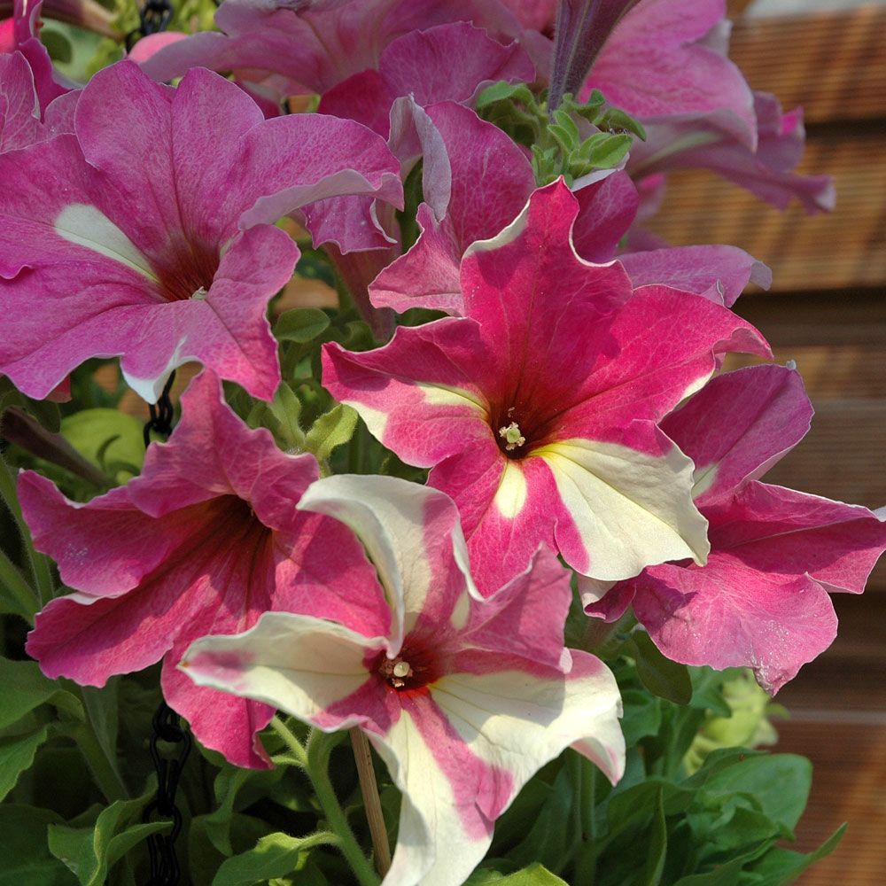 Tarhapetunia F1 'Sophistica Lime Bicolor'