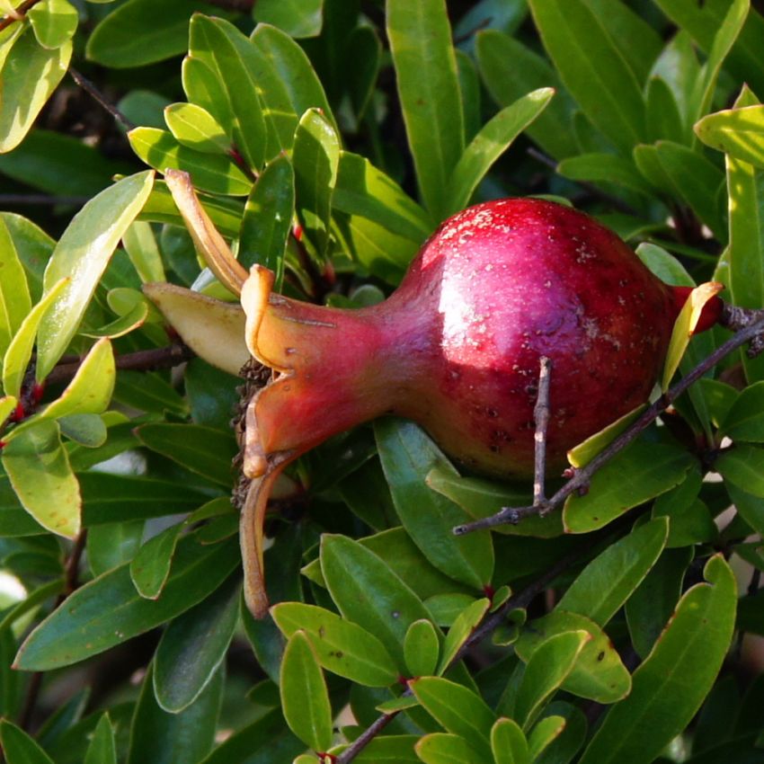 Kääpiögranaattiomena 'Nana'