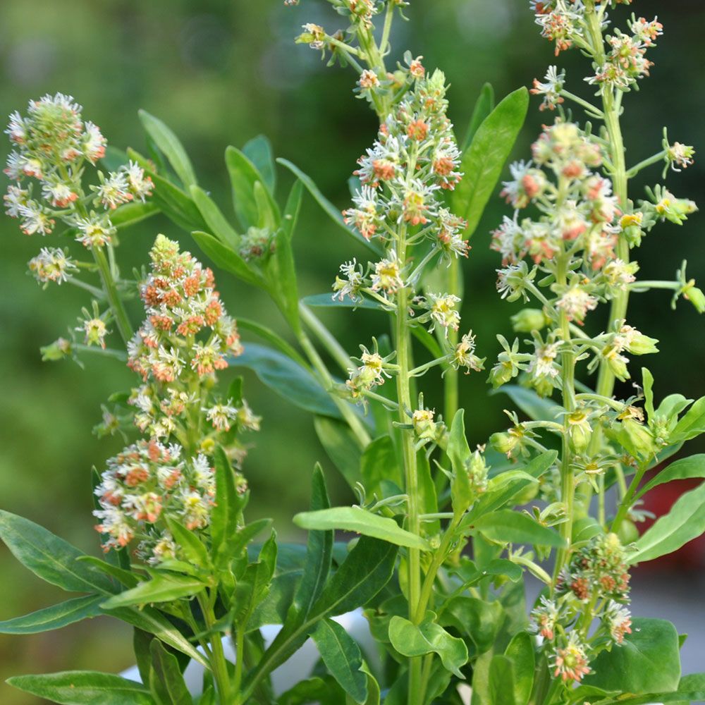 Tuoksureseda 'Machet'