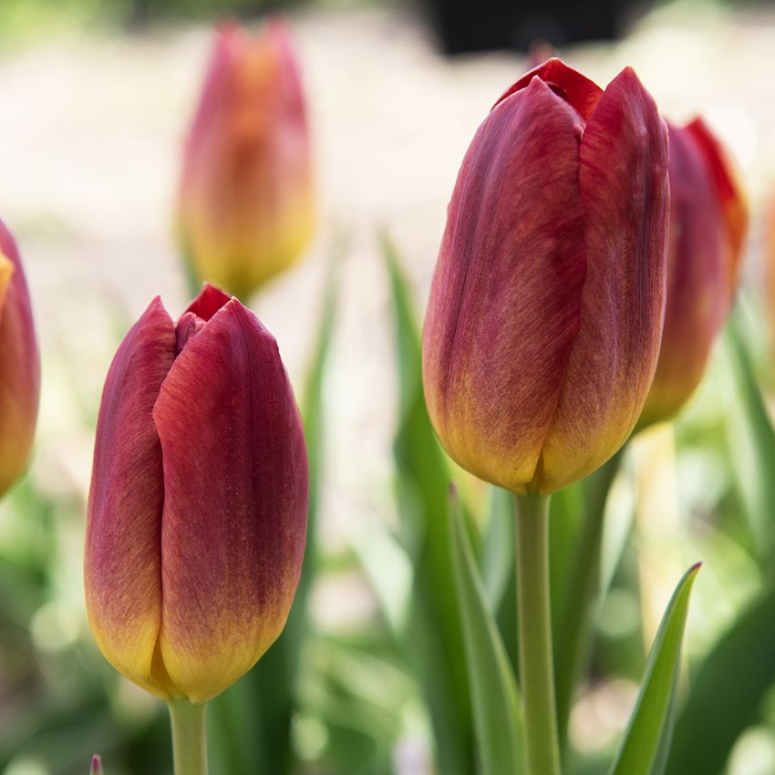 Triumphtulppaani 'Amberglow' 7 kpl