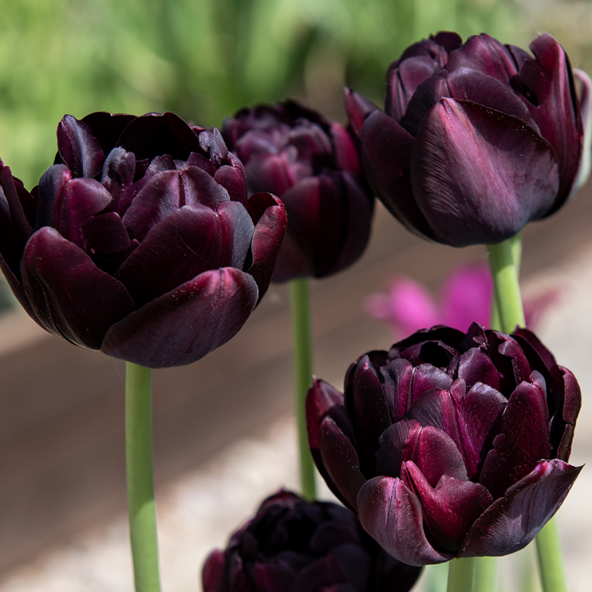 Tulppaani 'Black Hero' 5 kpl