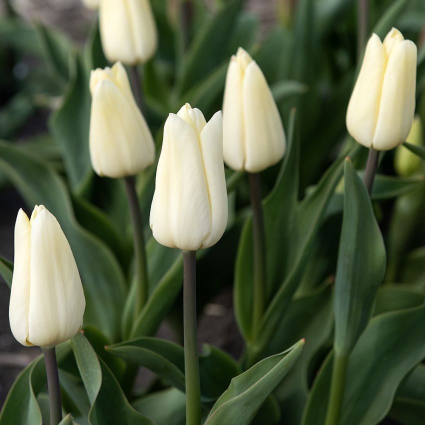 Triumphtulppaani 'Creme Fraiche' 7 kpl