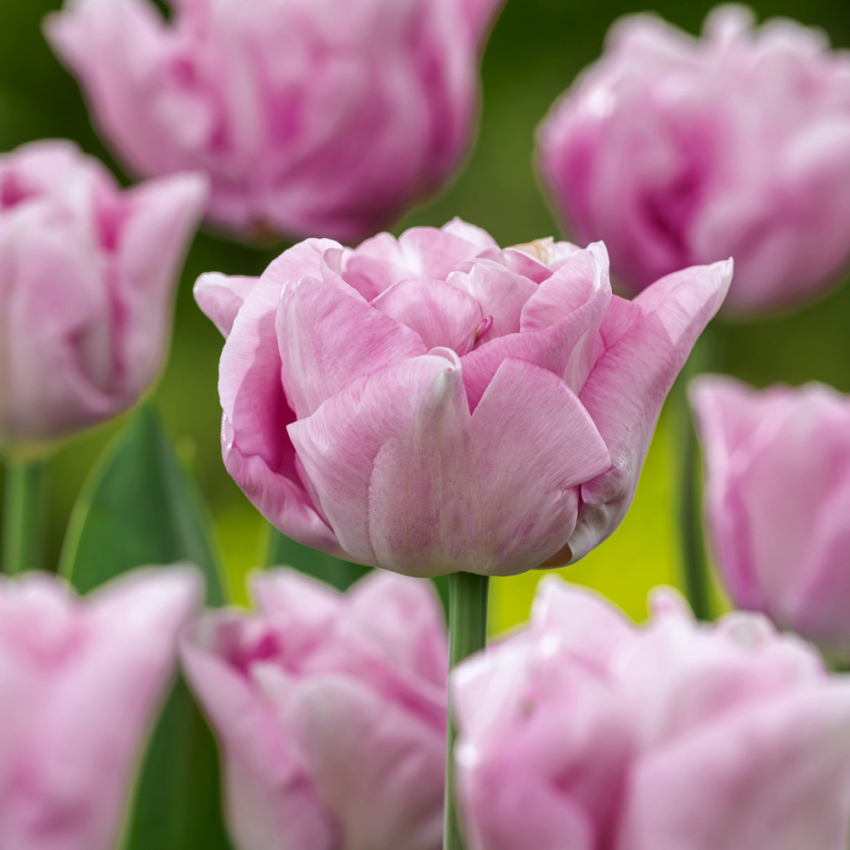 Tarhatulppaani 'Katinka' 7 kpl, Ihastuttava, täyskerrannainen tulppaani, jonka suuret kukat ovat viileän lilan ja vanhan vaaleanpunaisen sävyisiä.