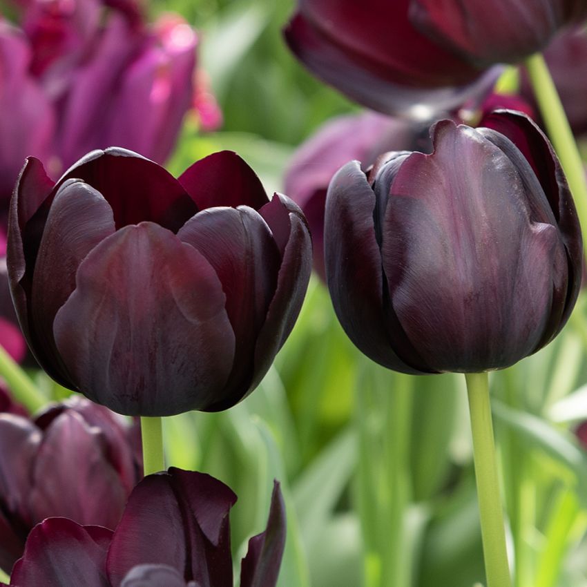 Tulppaani 'Queen of Night' 7 kpl