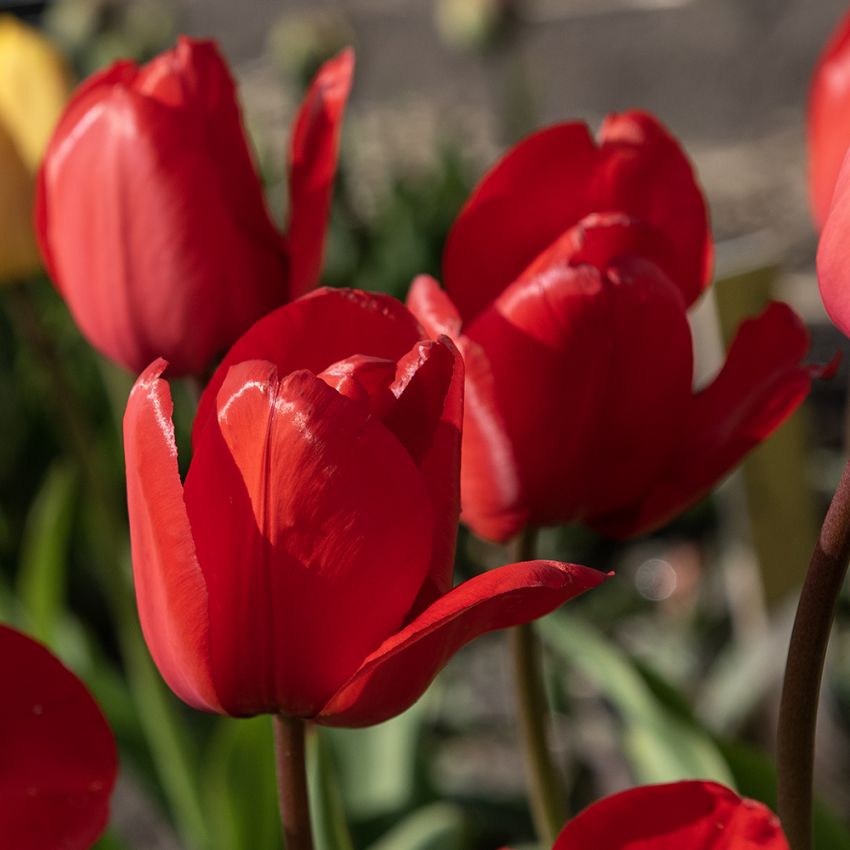 Darwinhybriditulppaani 'Red Impression' 10 kpl