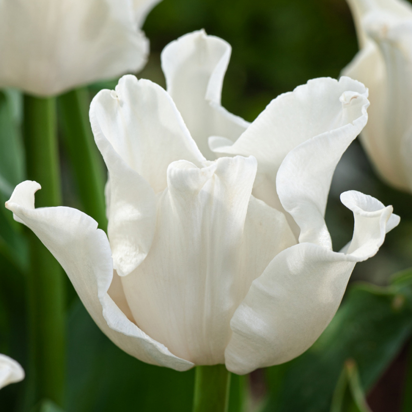 Tarhatulppaani 'White Liberstar' 5 kpl, Ainutlaatuinen kruununmuotoinen tulppaani, jonka väri on puhtaan valkoinen. 