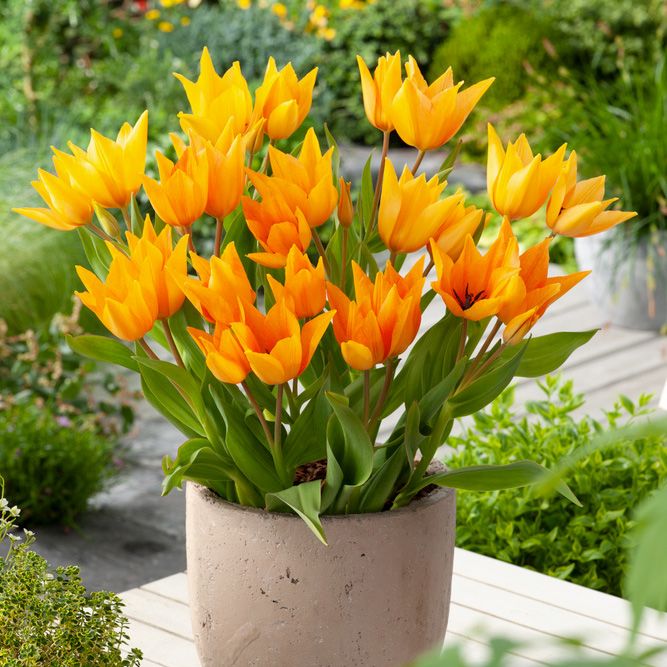 Terttutulppaani 'Shogun' 10 kpl