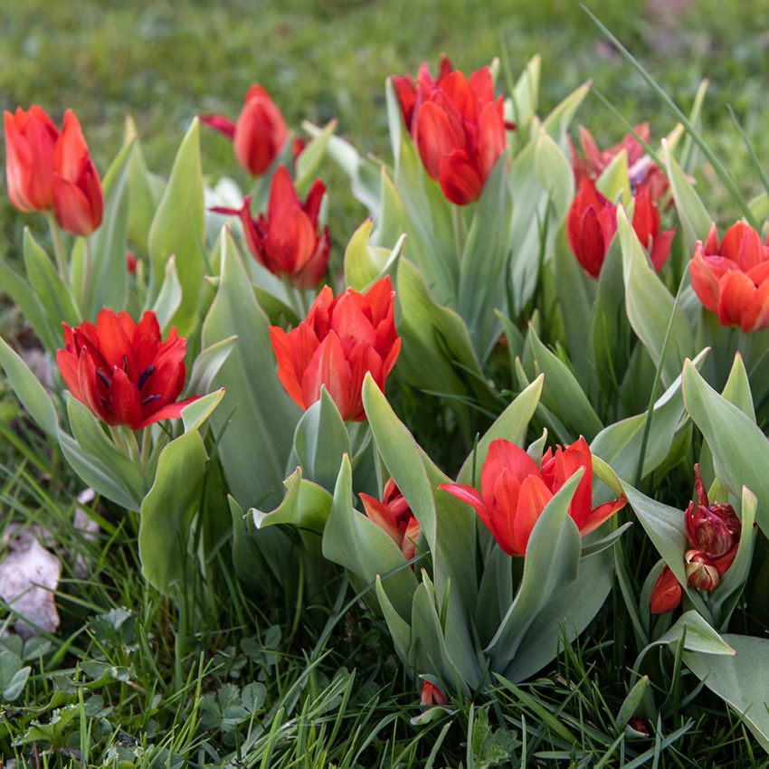 Terttutulppaanivariantti 'van Tubergen's' 10 kpl