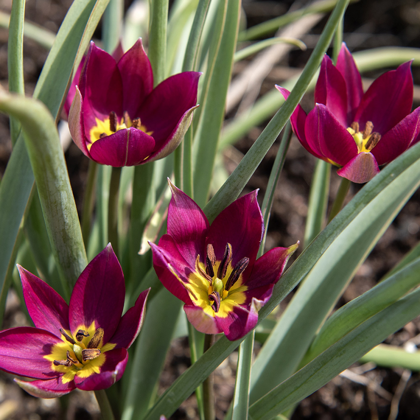 Tähtitulppaani 'Persian Pearl' 10 kpl