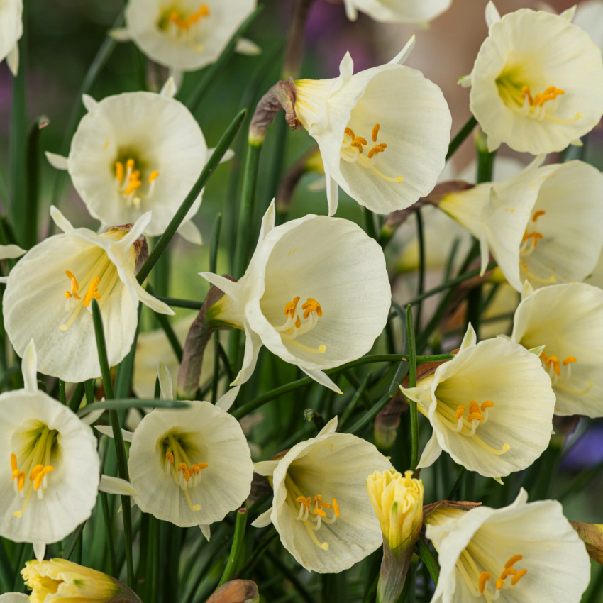 Virvanarsissi 'White Petticoat' 5 kpl, Söpö matalakasvuinen narsissi, jolla on suppilonmuotoiset valkoiset kukat, jotka muistuttavat hentoa alushametta.