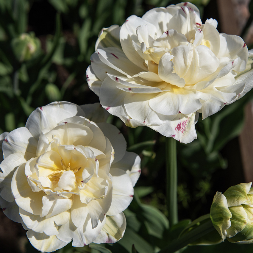 Tulppaani 'Danceline' 5 kpl