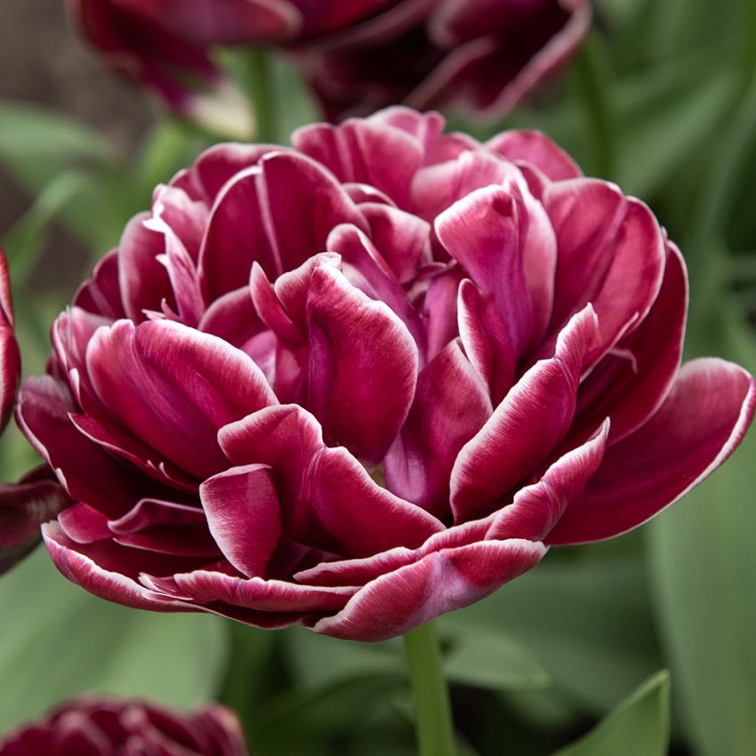 Tulppaani 'Dream Touch' 5 kpl