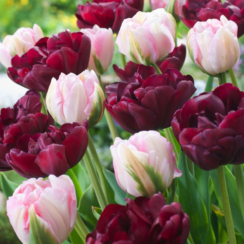 Tulppaani  'Sweet Desire Mix' 15 kpl