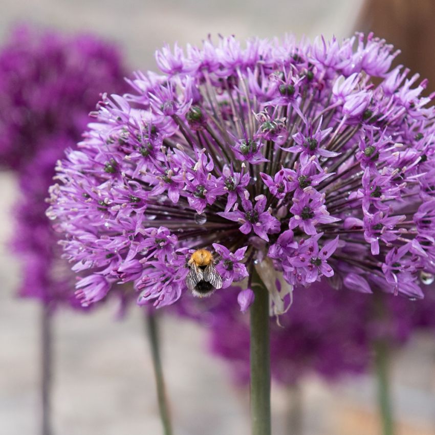 Ukkolaukka 'Purple Sensation' 15 kpl