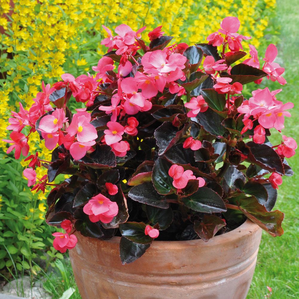 Jättibegonia 'Big Rose with Bronze Leaf'