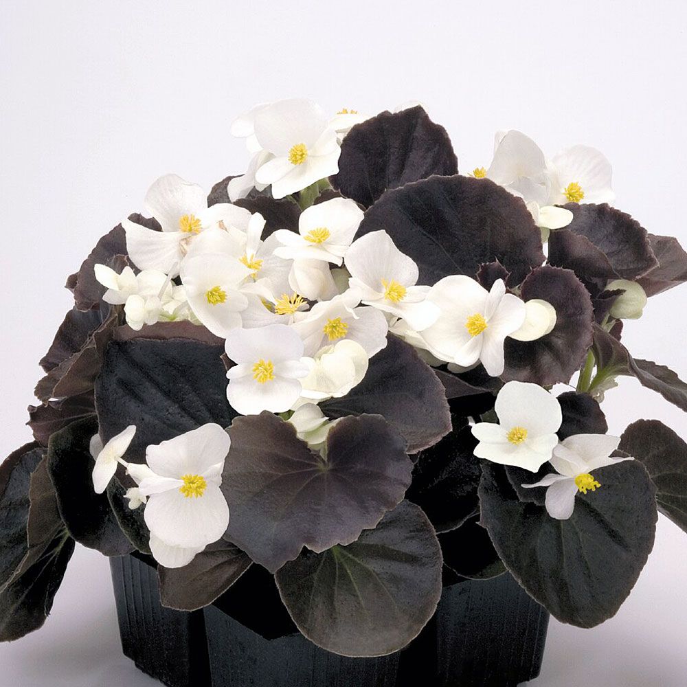 Kesäbegonia F1 'Nightlife White'