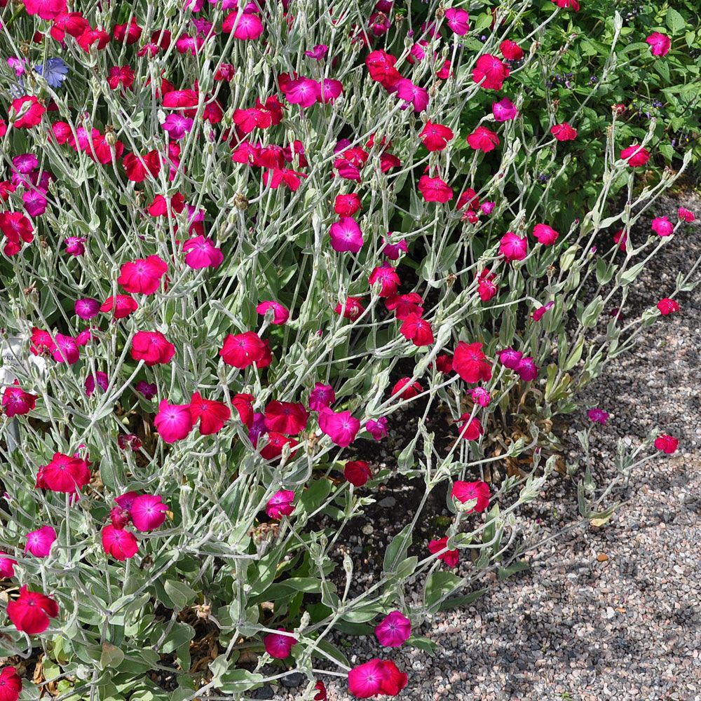 Harmaakäenkukka 'Atrosanguinea'