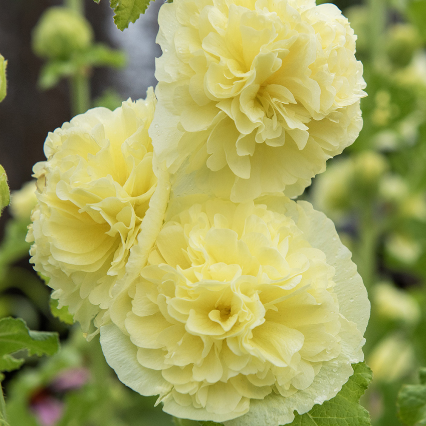 Tarhasalkoruusu 'Chater's Golden Yellow'