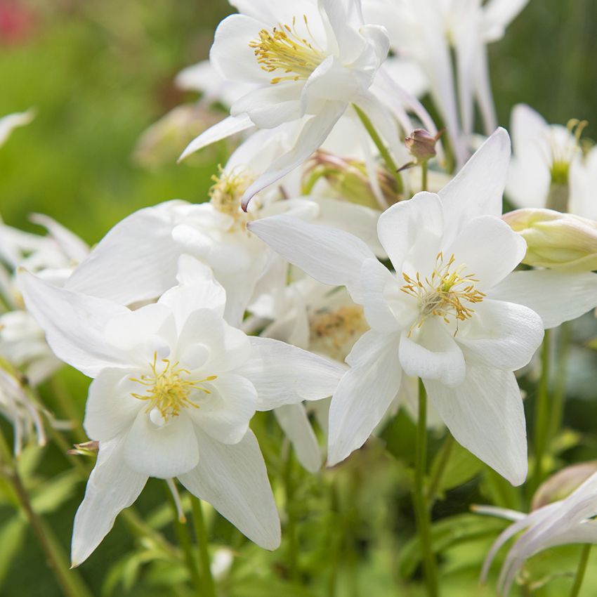 Jaloakileija F1 'Earlybird White'