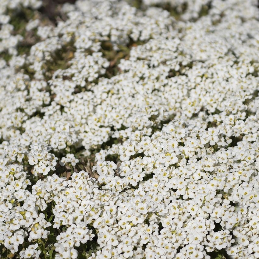 Kaukasianpitkäpalko 'Little Treasure White'