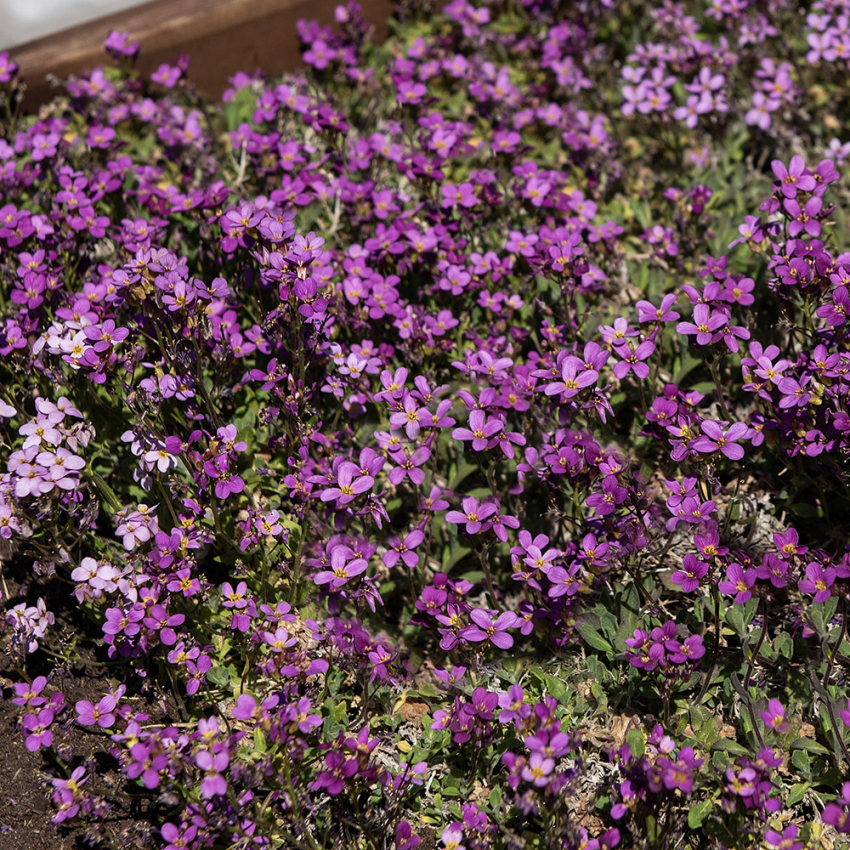 Punapitkäpalko 'Rosea'