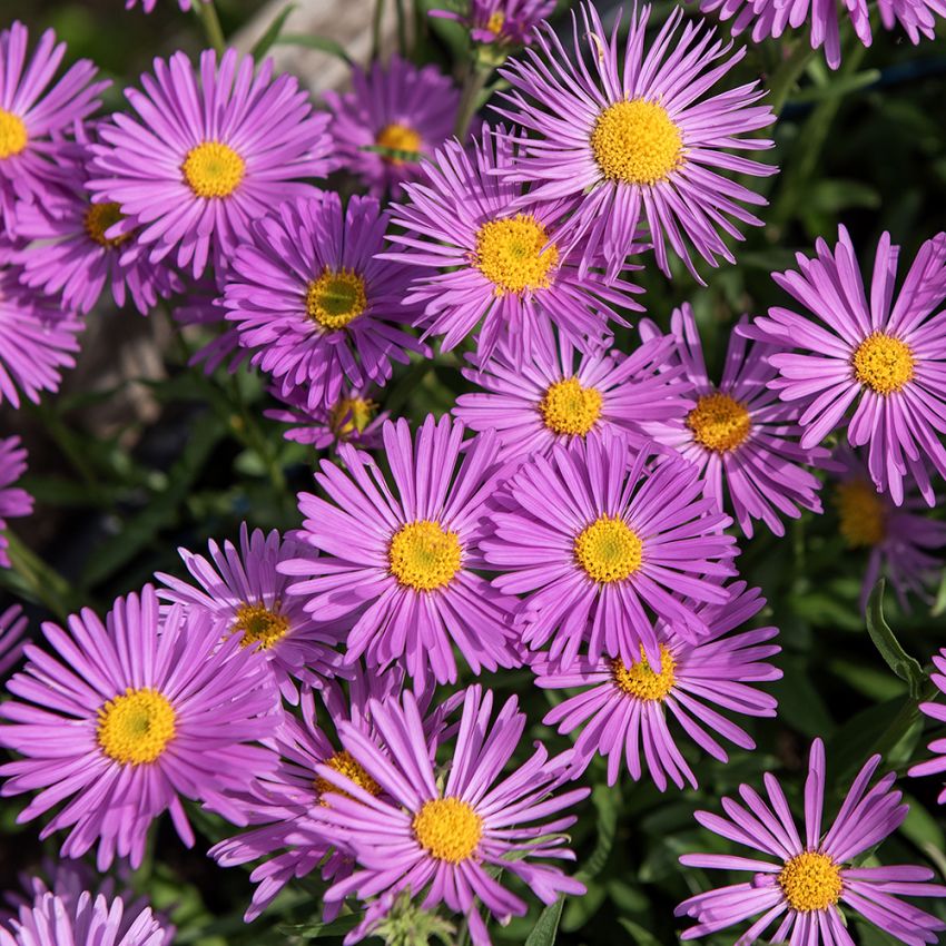 Alppiasteri 'Pinkie'