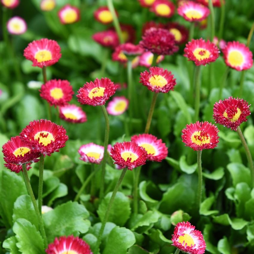 Kaunokainen 'Bellissima Red'