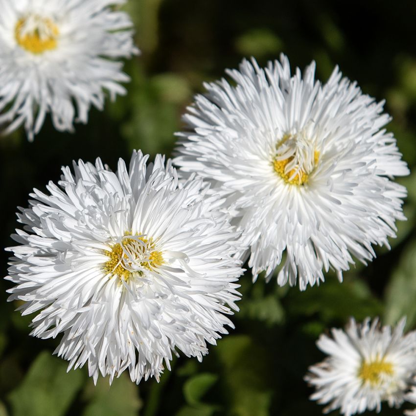 Kaunokainen 'Habanera White'