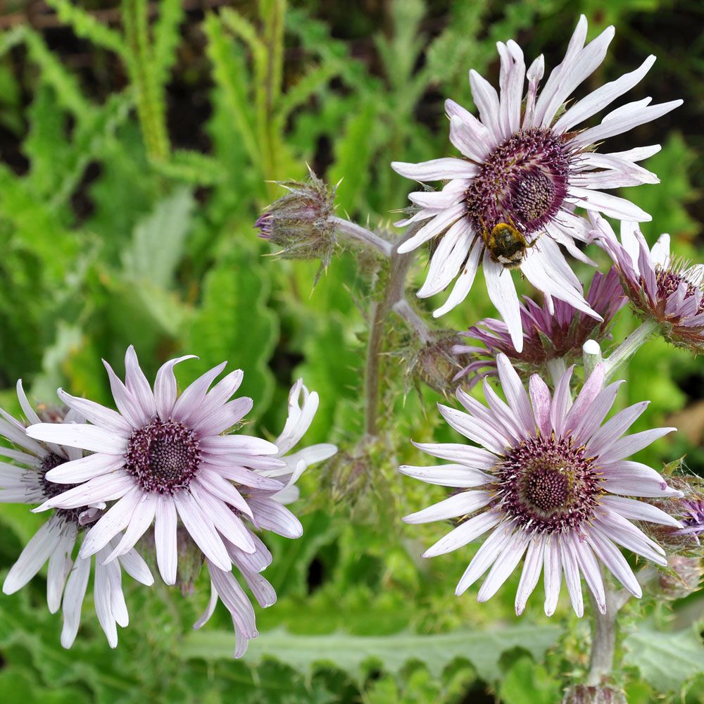 Rusokapinsäde 'Silver Spikes'