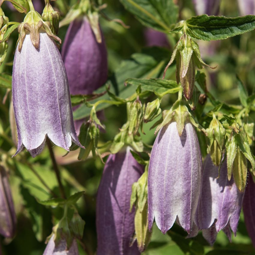 Pisamakello 'Rubriflora'