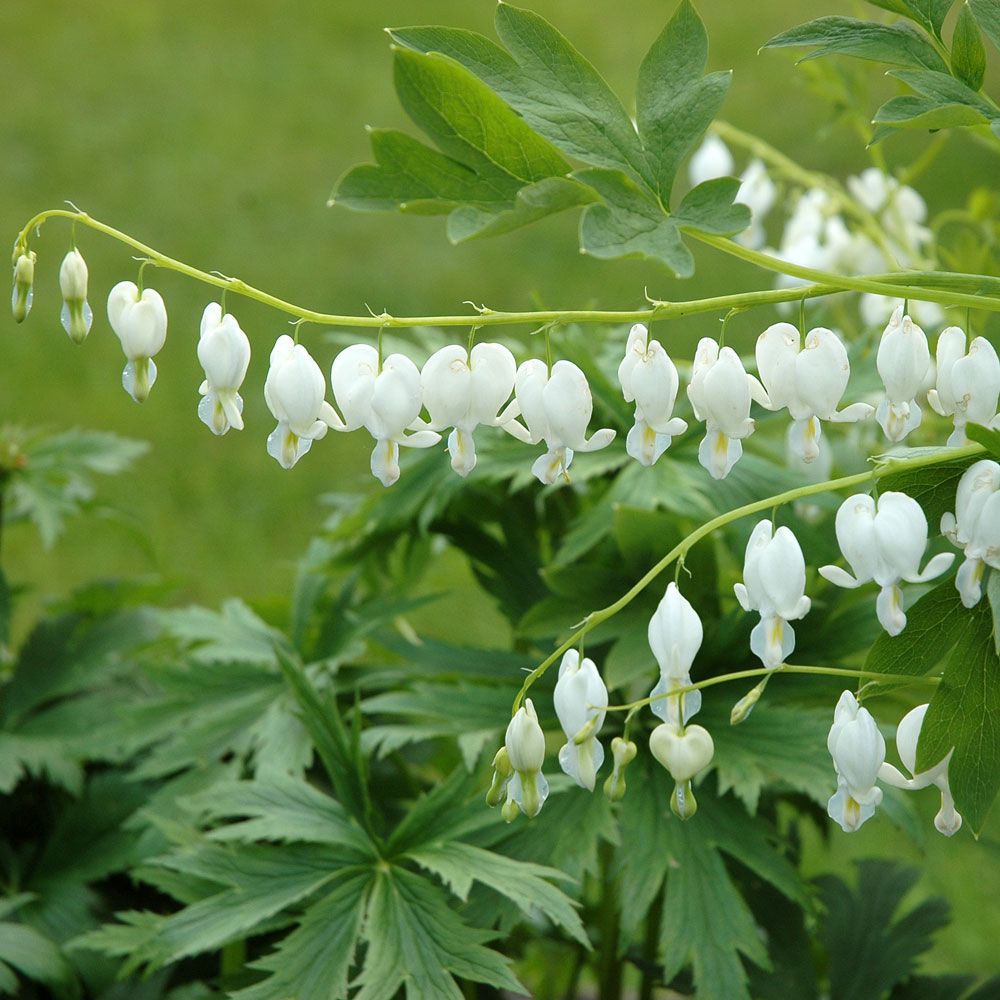 Särkynytsydän 'Alba'