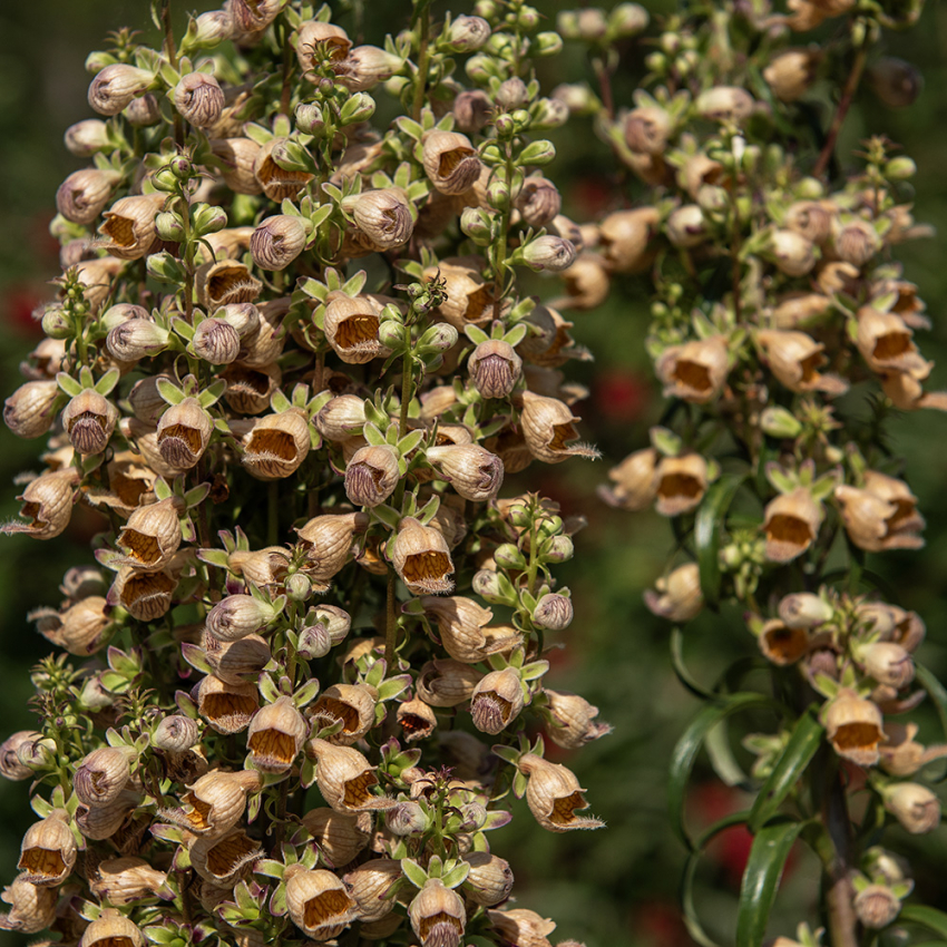 Ruskosormustinkukka 'Gigantea Gelber Herold' ryhmässä Siemenet / Perennat @ Impecta Fröhandel (6193)