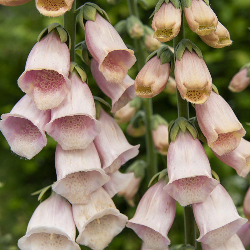 Ruskosormustinkukka 'Apricot Delight'