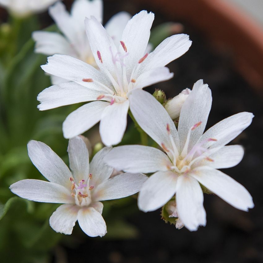 Kesälevisia 'Little Snowberry'