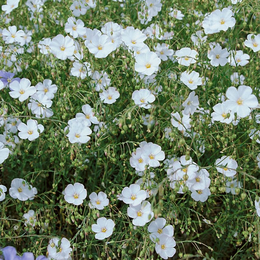 Sinipellava 'White Diamond'