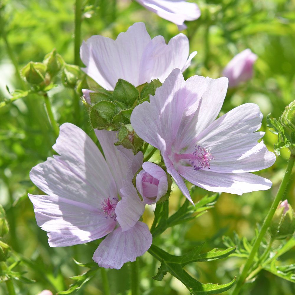 Myskimalva 'Appleblossom'