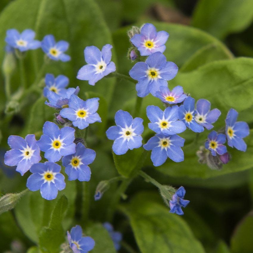 Puistolemmikki 'Bellamy Blue'