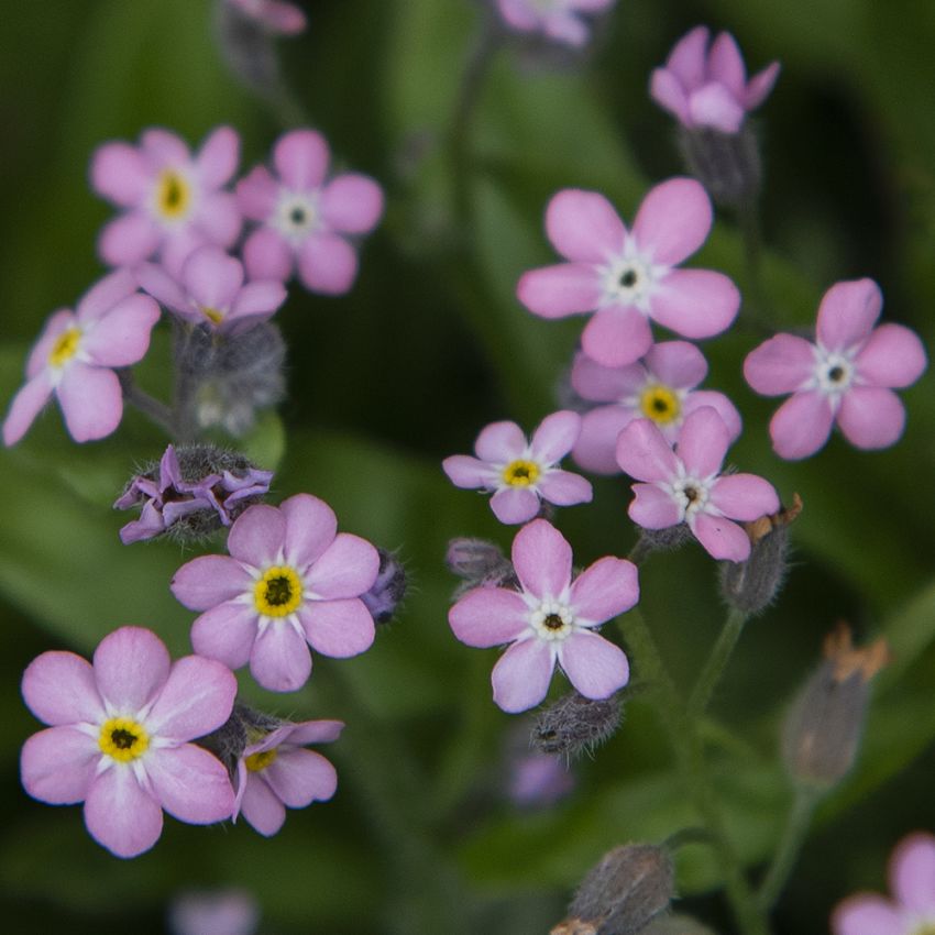 Puistolemmikki 'Bellamy Pink'