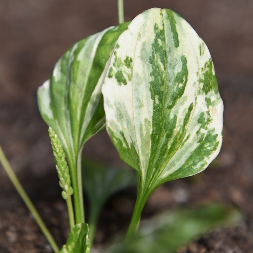 Piharatamo 'Variegata'