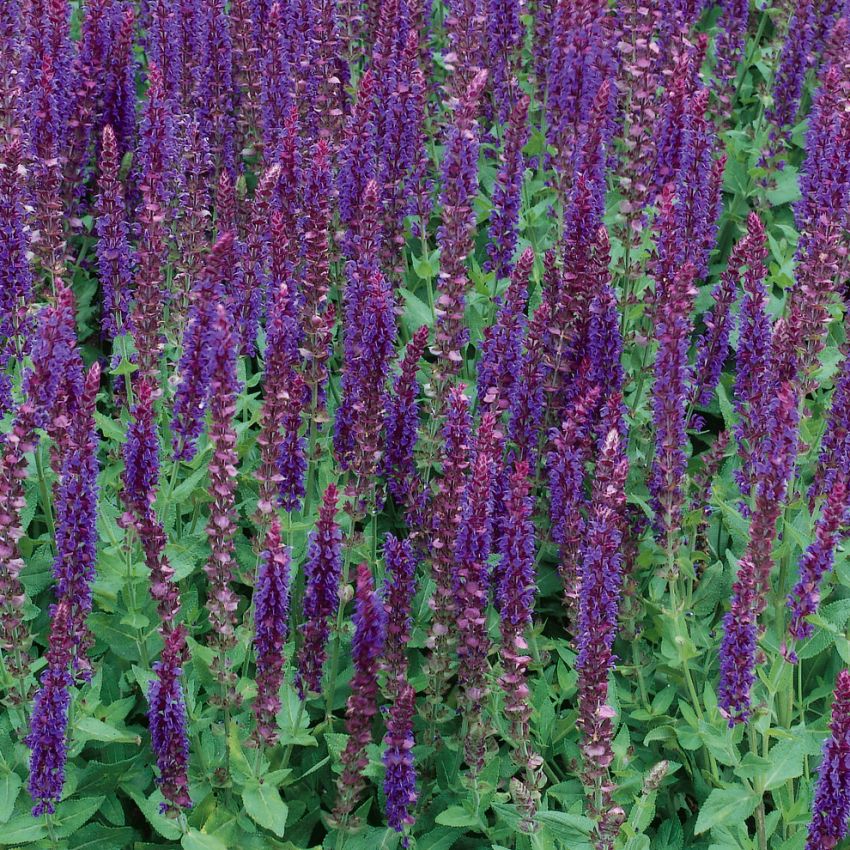 Loistosalvia 'West-Friesland'