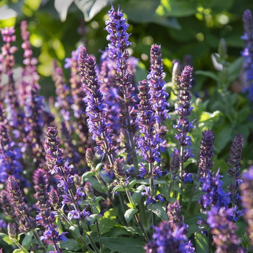 Lehtosalvia 'Merleau Blue'